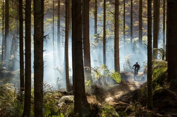 Whakarewarewa Forest Mountain Biking, Rotorua